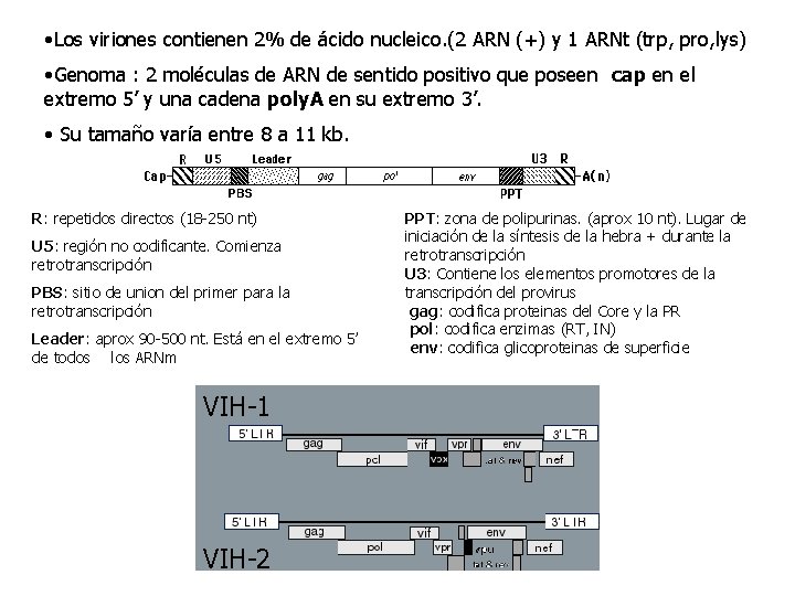  • Los viriones contienen 2% de ácido nucleico. (2 ARN (+) y 1