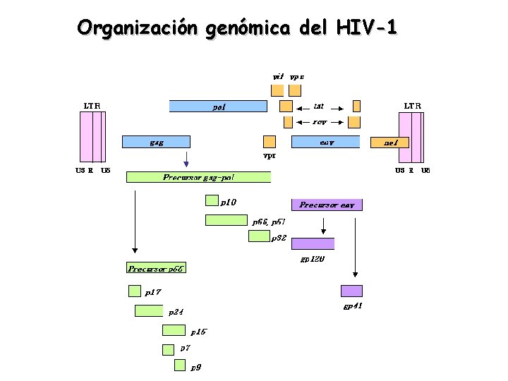 Organización genómica del HIV-1 