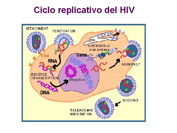 Ciclo replicativo del HIV 