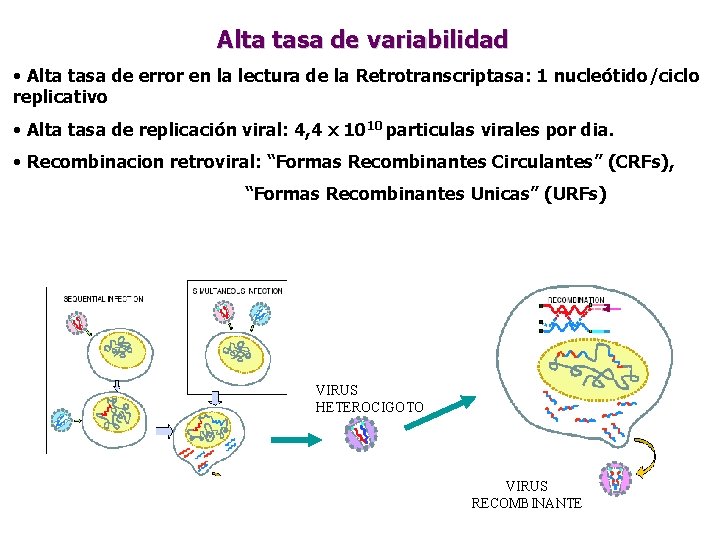 Alta tasa de variabilidad • Alta tasa de error en la lectura de la