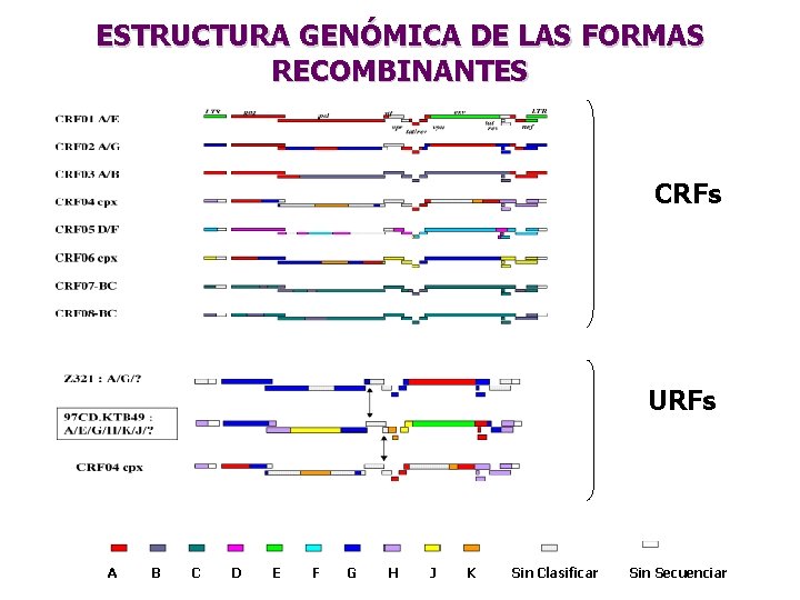 ESTRUCTURA GENÓMICA DE LAS FORMAS RECOMBINANTES CRFs URFs A B C D E F
