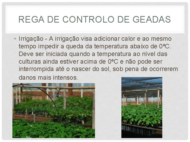 REGA DE CONTROLO DE GEADAS • Irrigação - A irrigação visa adicionar calor e