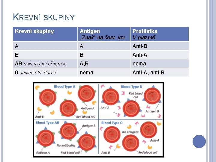 KREVNÍ SKUPINY Krevní skupiny Antigen „Znak“ na červ. krv. Protilátka V plazmě A A
