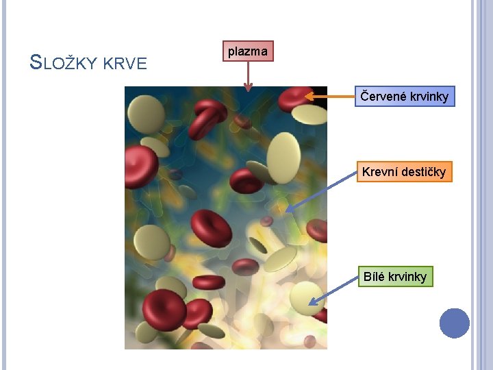 SLOŽKY KRVE plazma Červené krvinky Krevní destičky Bílé krvinky 