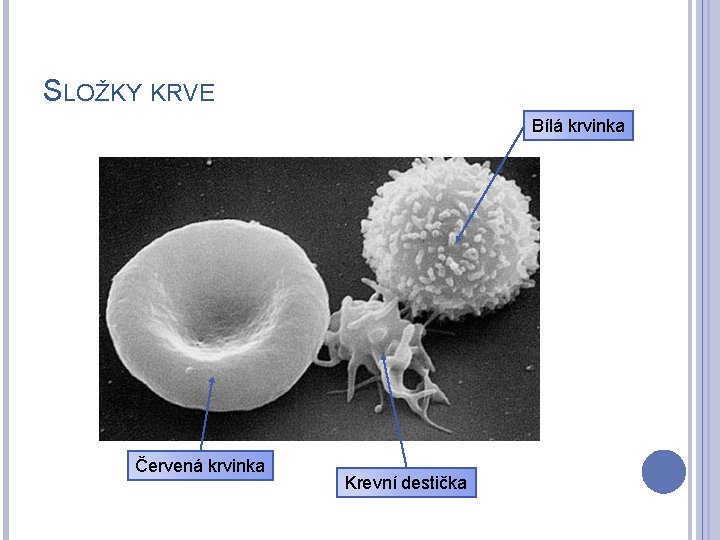 SLOŽKY KRVE Bílá krvinka Červená krvinka Krevní destička 