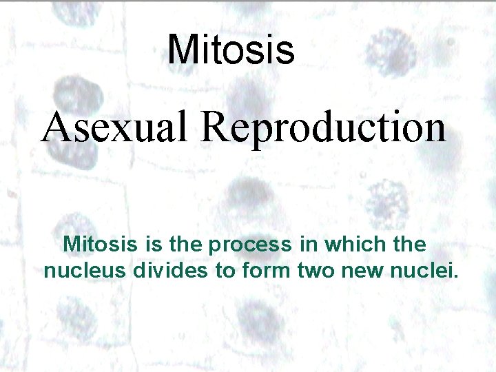 Mitosis Asexual Reproduction Mitosis is the process in which the nucleus divides to form