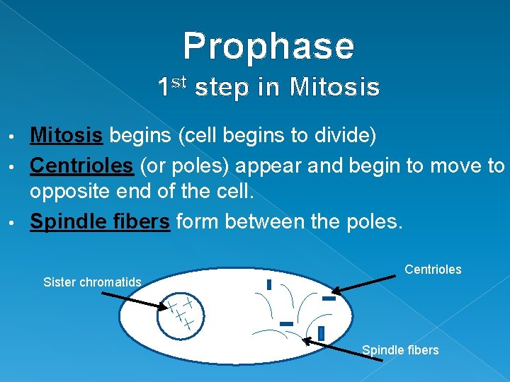 Prophase 1 st step in Mitosis begins (cell begins to divide) • Centrioles (or