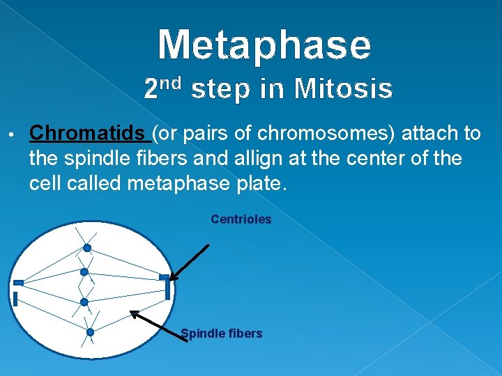 Metaphase 2 nd step in Mitosis • Chromatids (or pairs of chromosomes) attach to