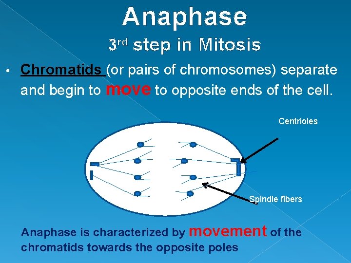 Anaphase 3 rd step in Mitosis • Chromatids (or pairs of chromosomes) separate and