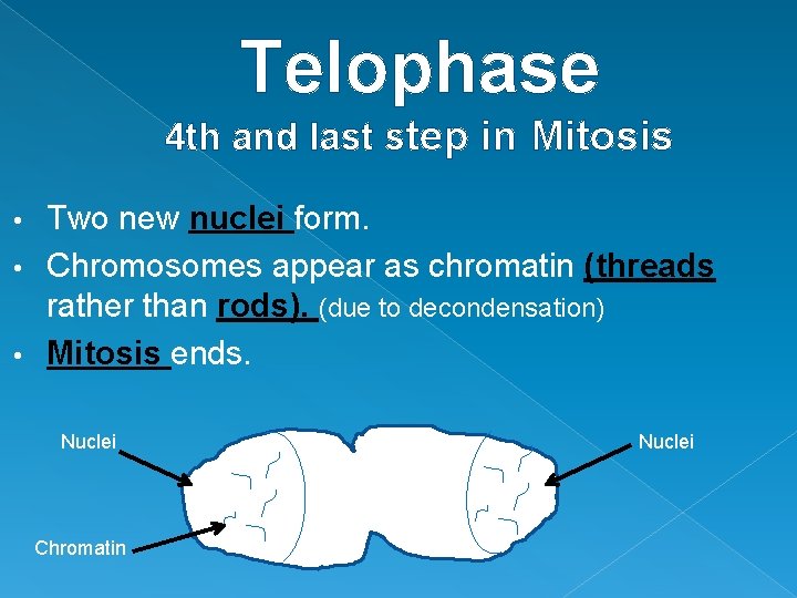 Telophase 4 th and last step in Mitosis Two new nuclei form. • Chromosomes