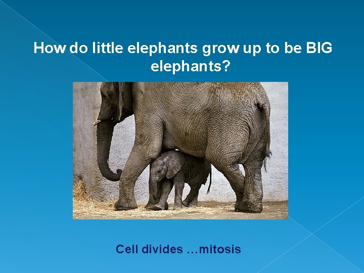 How do little elephants grow up to be BIG elephants? Cell divides …mitosis 