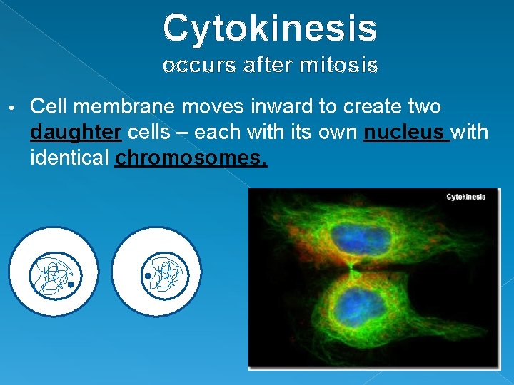 Cytokinesis occurs after mitosis • Cell membrane moves inward to create two daughter cells