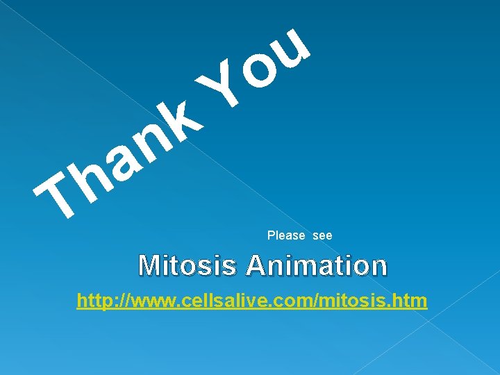 u o n a h T Y k Please see Mitosis Animation http: //www.