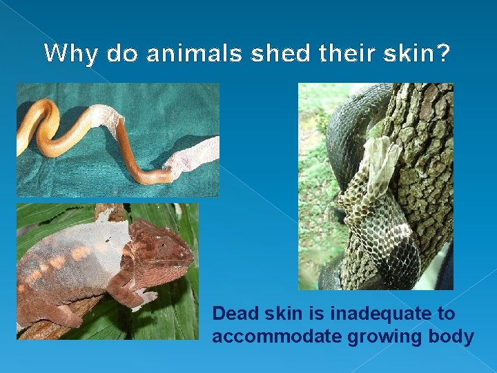 Why do animals shed their skin? Dead skin is inadequate to accommodate growing body