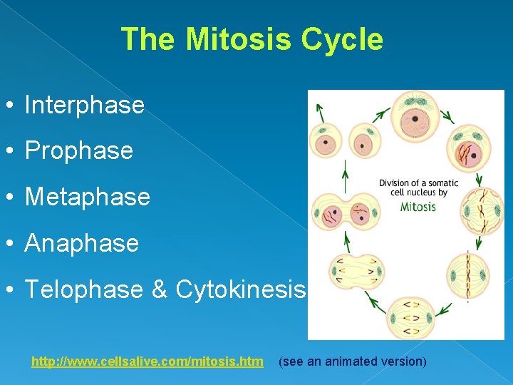 The Mitosis Cycle • Interphase • Prophase • Metaphase • Anaphase • Telophase &