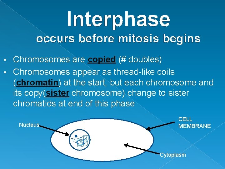 Interphase occurs before mitosis begins Chromosomes are copied (# doubles) • Chromosomes appear as