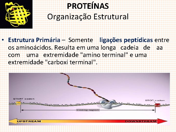 PROTEÍNAS Organização Estrutural • Estrutura Primária – Somente ligações peptídicas entre os aminoácidos. Resulta