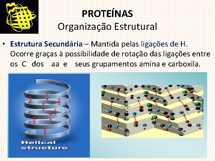 PROTEÍNAS Organização Estrutural • Estrutura Secundária – Mantida pelas ligações de H. Ocorre graças