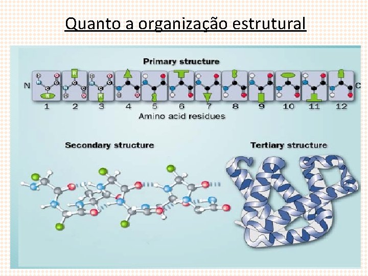 Quanto a organização estrutural 