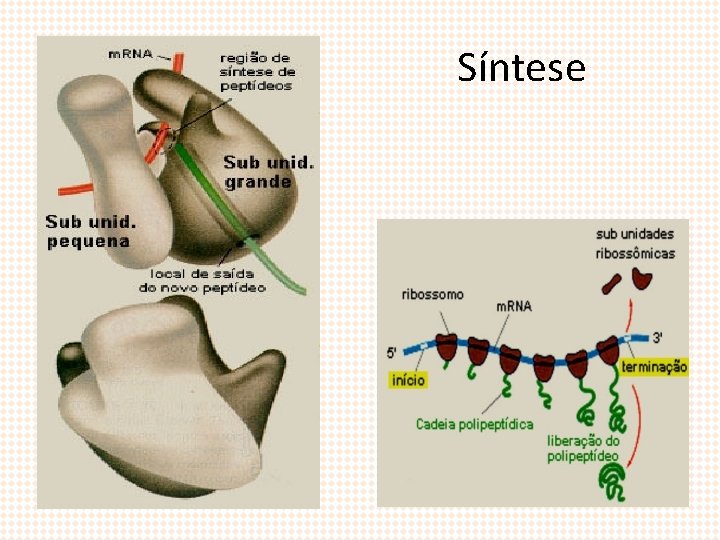 Síntese 