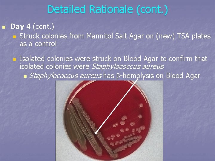 Detailed Rationale (cont. ) n Day 4 (cont. ) n Struck colonies from Mannitol