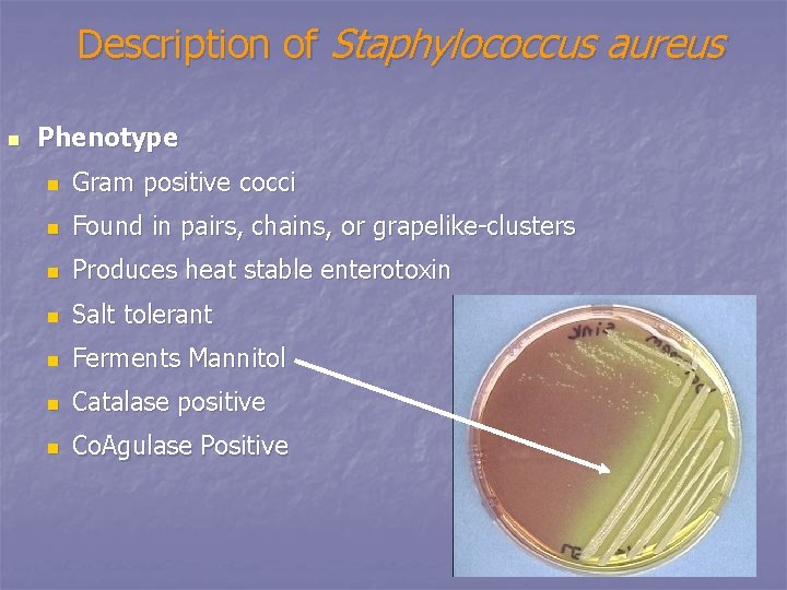 Description of Staphylococcus aureus n Phenotype n Gram positive cocci n Found in pairs,