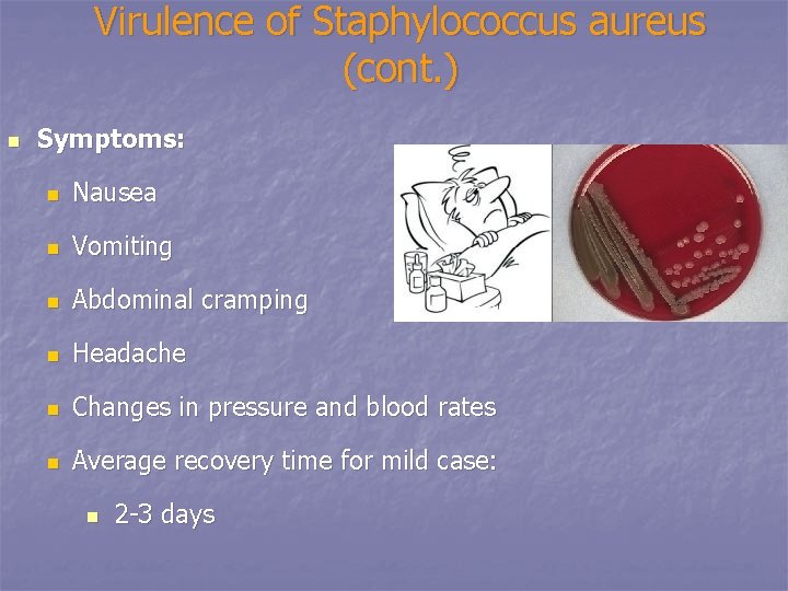 Virulence of Staphylococcus aureus (cont. ) n Symptoms: n Nausea n Vomiting n Abdominal