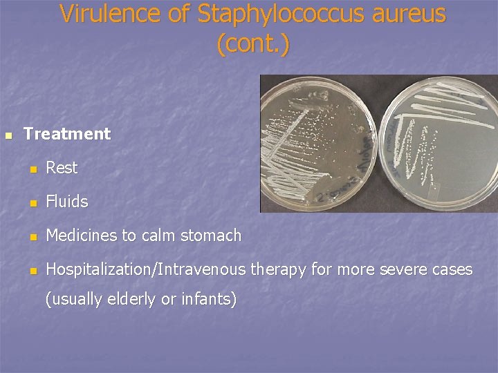 Virulence of Staphylococcus aureus (cont. ) n Treatment n Rest n Fluids n Medicines