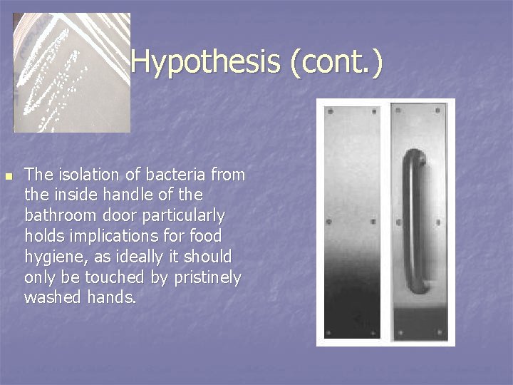 Hypothesis (cont. ) n The isolation of bacteria from the inside handle of the