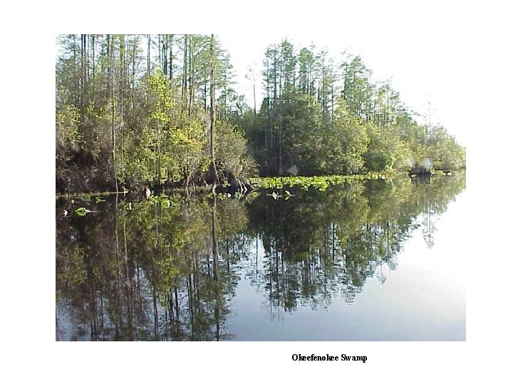 Okeefenokee Swamp 