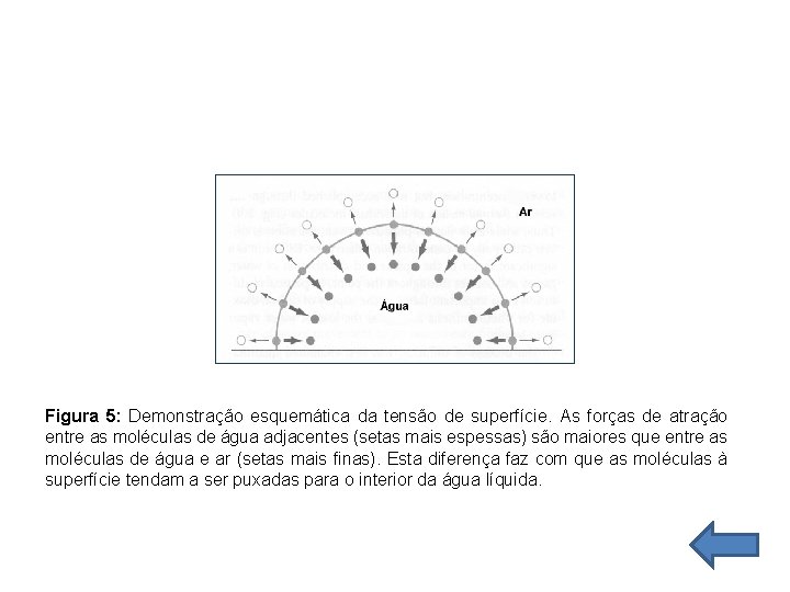 Figura 5: Demonstração esquemática da tensão de superfície. As forças de atração entre as Figura 5: Demonstração esquemática da tensão de superfície. As forças de atração entre as
