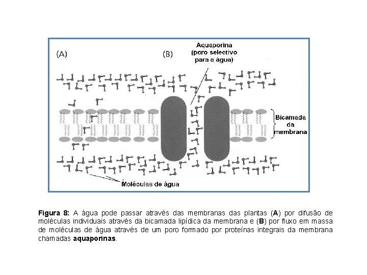 Figura 8: A água pode passar através das membranas das plantas (A) por difusão Figura 8: A água pode passar através das membranas das plantas (A) por difusão