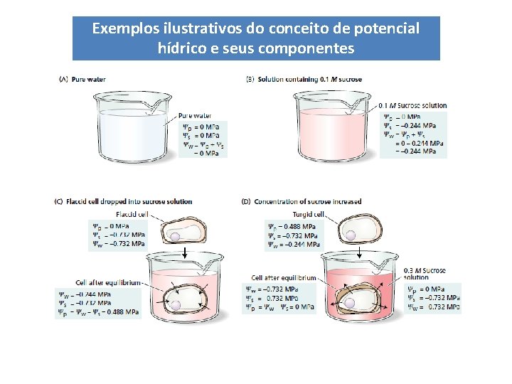 Exemplos ilustrativos do conceito de potencial hídrico e seus componentes Exemplos ilustrativos do conceito de potencial hídrico e seus componentes