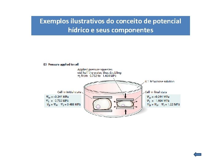 Exemplos ilustrativos do conceito de potencial hídrico e seus componentes Exemplos ilustrativos do conceito de potencial hídrico e seus componentes
