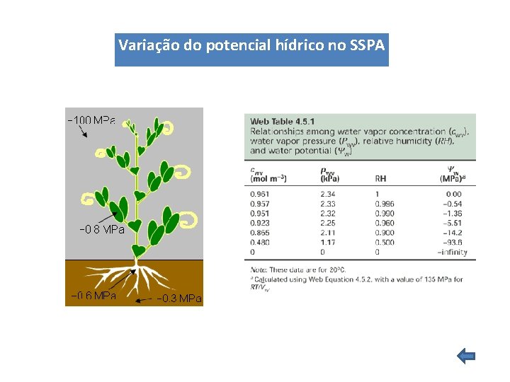 Variação do potencial hídrico no SSPA Variação do potencial hídrico no SSPA