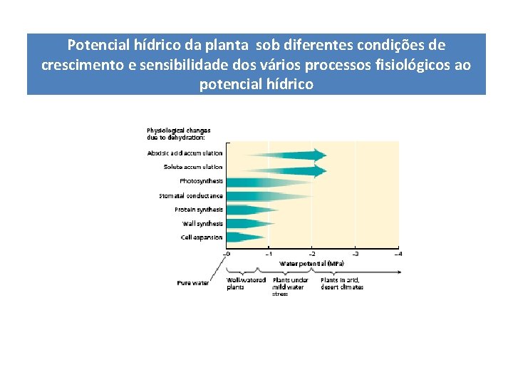 Potencial hídrico da planta sob diferentes condições de crescimento e sensibilidade dos vários processos Potencial hídrico da planta sob diferentes condições de crescimento e sensibilidade dos vários processos