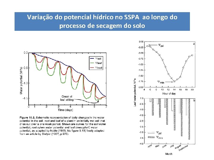 Variação do potencial hídrico no SSPA ao longo do processo de secagem do solo Variação do potencial hídrico no SSPA ao longo do processo de secagem do solo