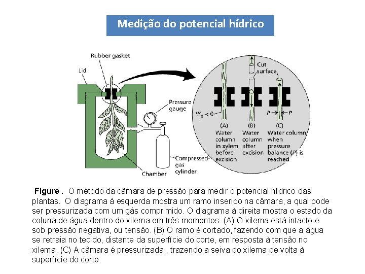 Medição do potencial hídrico Figure. O método da câmara de pressão para medir o Medição do potencial hídrico Figure. O método da câmara de pressão para medir o