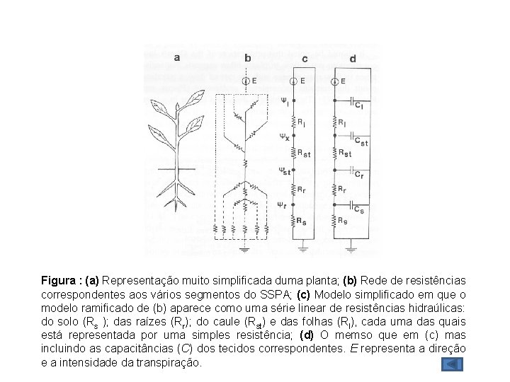 Figura : (a) Representação muito simplificada duma planta; (b) Rede de resistências correspondentes aos Figura : (a) Representação muito simplificada duma planta; (b) Rede de resistências correspondentes aos