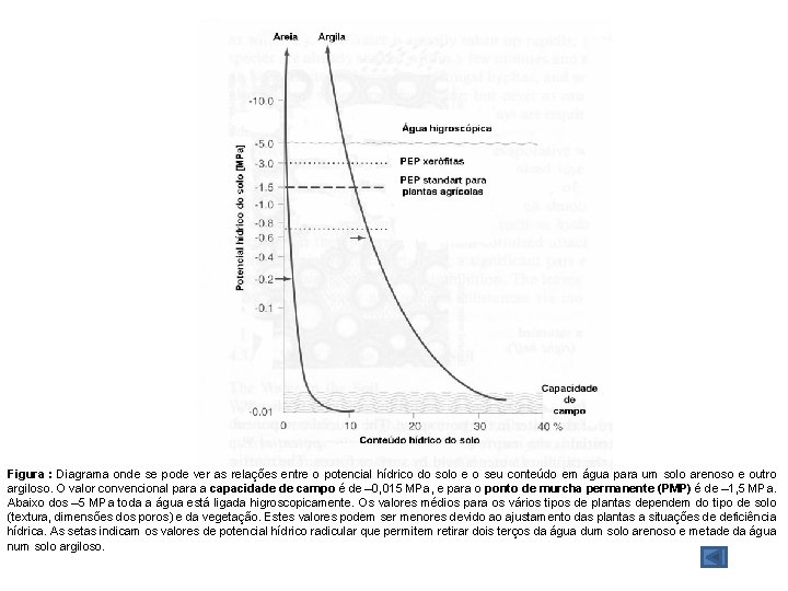 Figura : Diagrama onde se pode ver as relações entre o potencial hídrico do Figura : Diagrama onde se pode ver as relações entre o potencial hídrico do