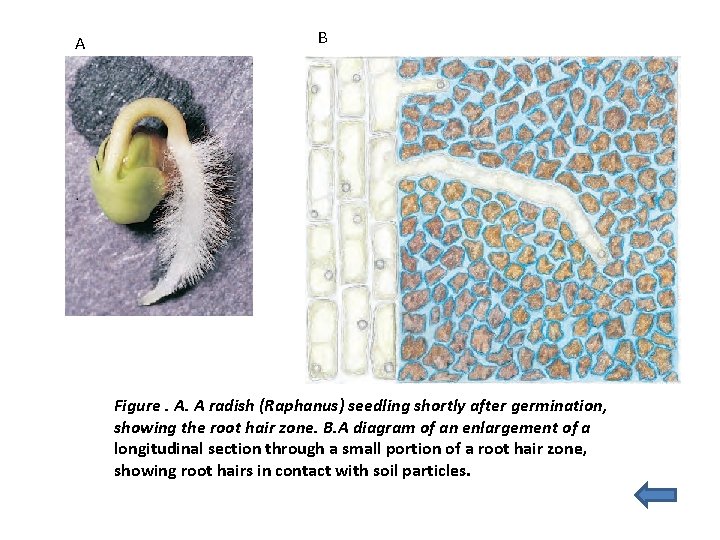 A B Figure. A. A radish (Raphanus) seedling shortly after germination, showing the root A B Figure. A. A radish (Raphanus) seedling shortly after germination, showing the root