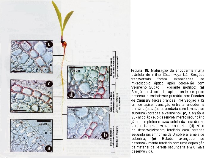 Figura 18: Maturação da endoderme numa plântula de milho (Zea mays L. ). Secções Figura 18: Maturação da endoderme numa plântula de milho (Zea mays L. ). Secções