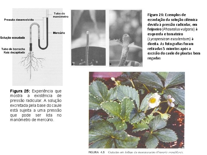 Figura 26: Exemplos de exsudação da solução xilémica devida à pressão radicular, em feijoeiro Figura 26: Exemplos de exsudação da solução xilémica devida à pressão radicular, em feijoeiro