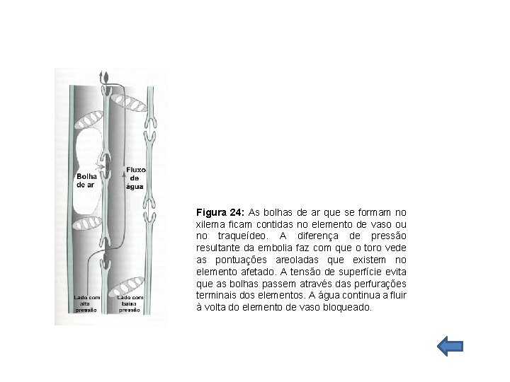 Figura 24: As bolhas de ar que se formam no xilema ficam contidas no Figura 24: As bolhas de ar que se formam no xilema ficam contidas no