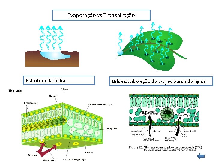 Evaporação vs Transpiração Estrutura da folha Dilema: absorção de CO 2 vs perda de Evaporação vs Transpiração Estrutura da folha Dilema: absorção de CO 2 vs perda de