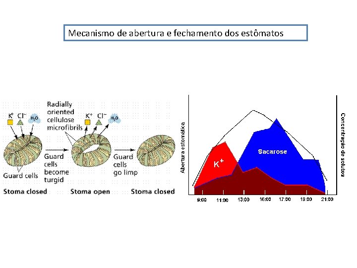 Mecanismo de abertura e fechamento dos estômatos Mecanismo de abertura e fechamento dos estômatos