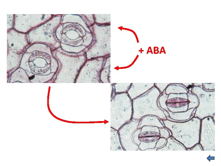 + ABA + ABA