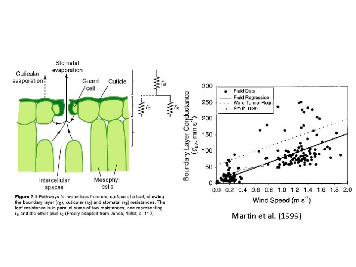Martin et al. (1999) Martin et al. (1999)
