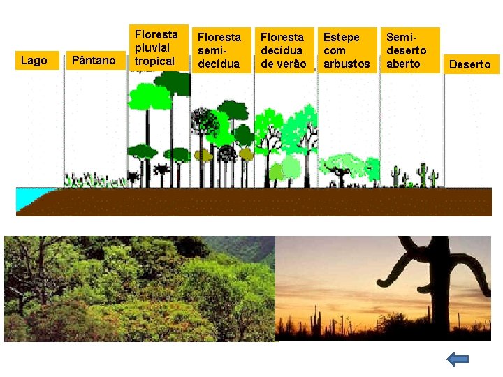 Lago Pântano Floresta pluvial tropical Floresta semidecídua Floresta decídua de verão Estepe com arbustos Lago Pântano Floresta pluvial tropical Floresta semidecídua Floresta decídua de verão Estepe com arbustos