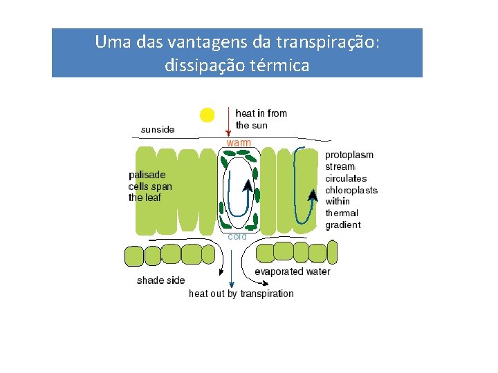 Uma das vantagens da transpiração: dissipação térmica Uma das vantagens da transpiração: dissipação térmica
